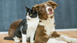 catanddog
