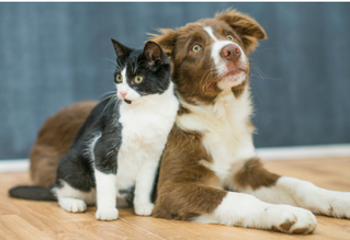 Dog and cat sitting on floor